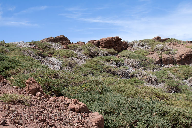 Uitzicht op de natuur rondom het wandelpad van Roque de Los Muchachos 