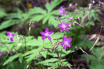 Langs het wandelpad in Anaga paarse bloemen bij Chinobre rondwandeling