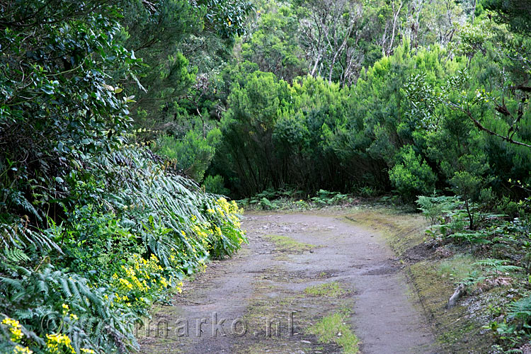 Wandelend over een breed bospad naar Cabeza del Tejo in parque National Anaga