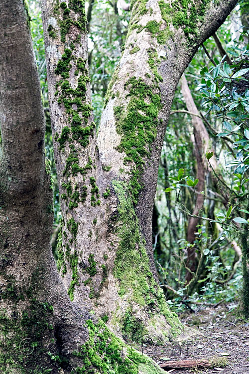 Met bos overgroeide bomen bij Chinobre rondwandeling in Anaga gebergte