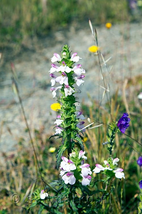 In de bloemenzee vinden we vingerhoedskruid langs het wandelpad naar Cruz de Gala en Pico Verde