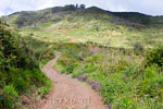 Een wandelpad door de bloemenzee richting Cruz de Gala op Tenerife