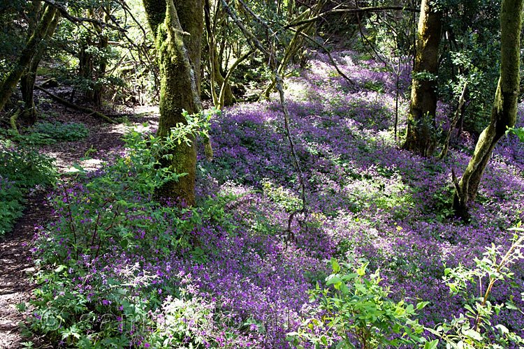 Een zee van paarse bloemen midden in het bos richting Cruz de Gala en Pico Verde