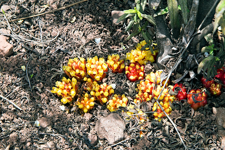 Een bijzondere groep bloemetjes langs het wandelpad naar Pico Verde op Tenerife