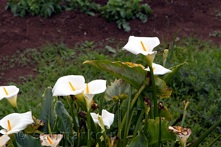 Langs het wandelpad bij Cruz del Carmen mooie Calla's in bloei richting Punta del Hidalgo