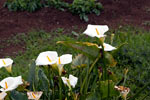 Langs het wandelpad bij Cruz del Carmen mooie Calla's in bloei richting Punta del Hidalgo