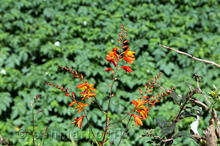 Bloeiende montbretia tijdens deze schitterende wandeling van Cruz del Carmen naar Punta del Hidalgo