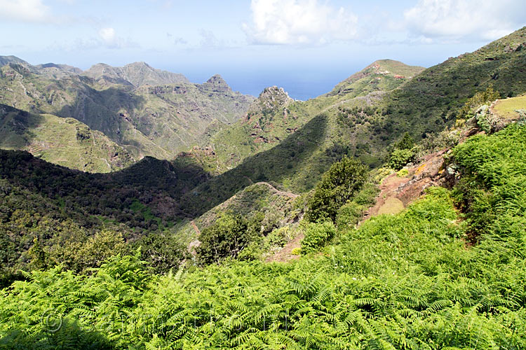 Over de zuidhelling van de kloof wandelen we van Cruz del Carmen naar Punta del Hidalgo in het Anaga gebergte