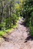 Door het bos dalen we door schitterende natuur af naar Punta del Hidalgo op Tenerife