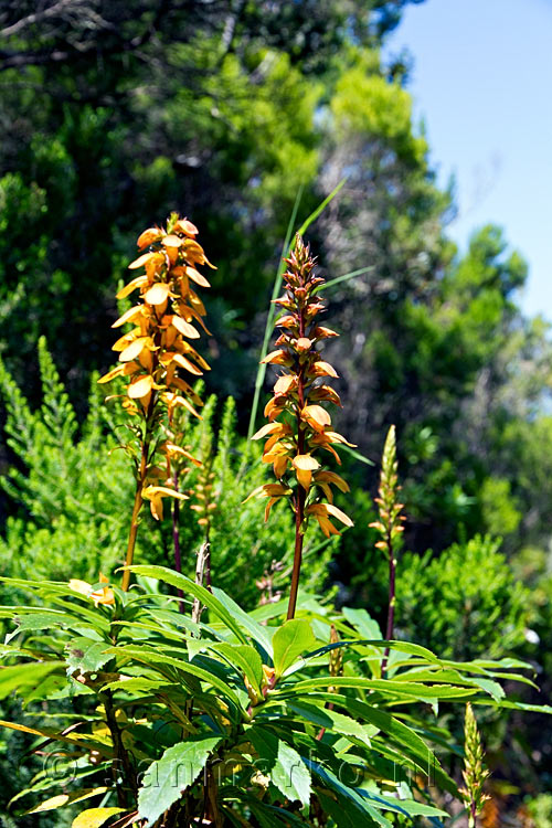 Mooie bloeiende bloemen langs het wandelpad richting Punta del Hidalgo op Tenerife