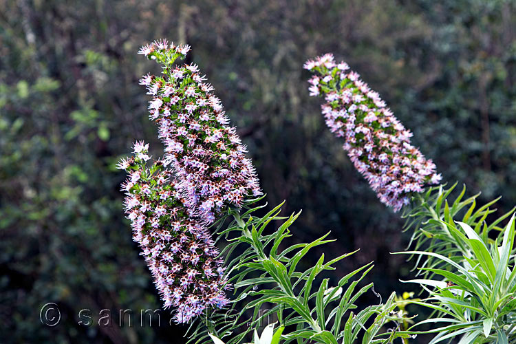 Een Echium wildpretii trichosiphon langs het wandelpad richting Ruta del Agua op Tenerife