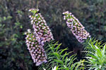 Een Echium wildpretii trichosiphon langs het wandelpad richting Ruta del Agua op Tenerife