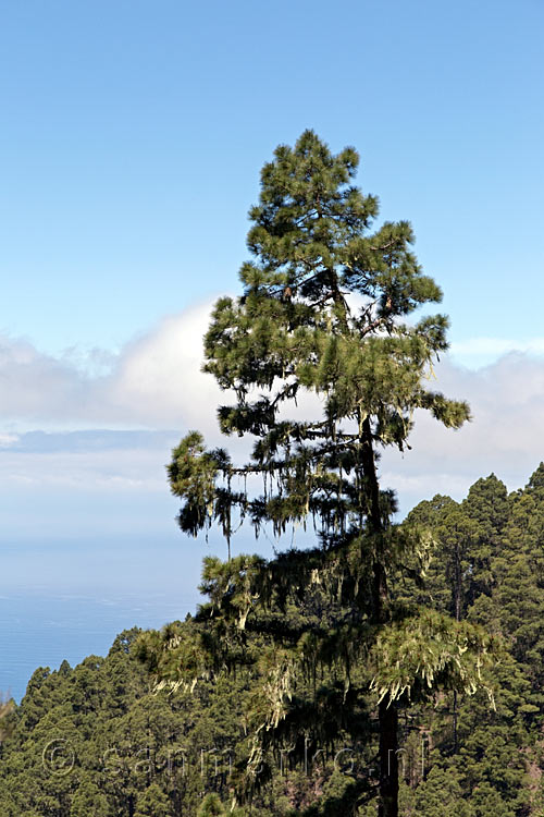 Uitzicht op La Gomera vanaf Ruta del Agua op Tenerife wandelend door dennenbos