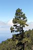 Uitzicht op La Gomera vanaf Ruta del Agua op Tenerife wandelend door dennenbos