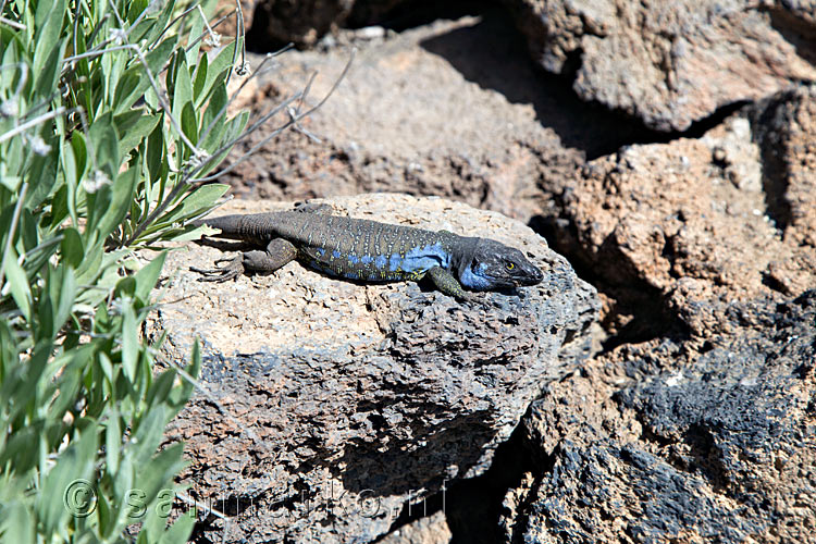 Een gallotia galloti bij het bezoekerscentrum El Portillo op Tenerife