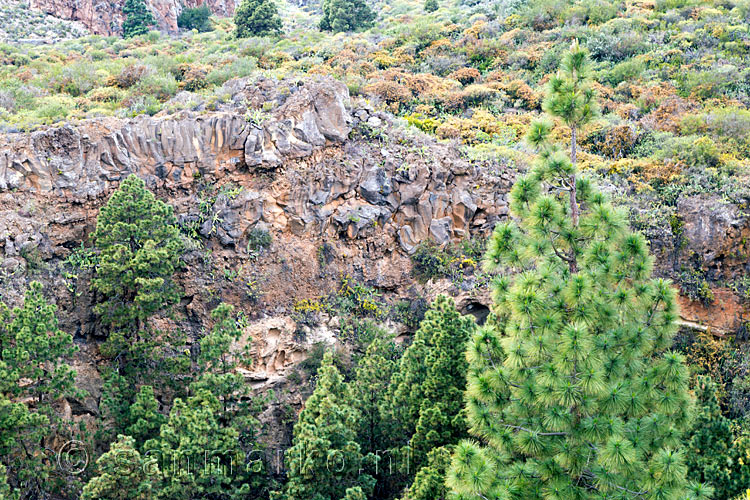 Tijdens de wandeling schitterende, door lava gevormde, rotsformaties rondom Las Vegas op Tenerife