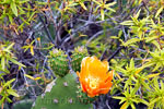 Langs het wandelpad bij Las Vegas op Tenerife zien we deze bloeiende cactus