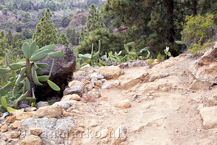 Wandelen in een dennenbos met cactussen bij Las Vegas op Tenerife op de Canarische Eilanden