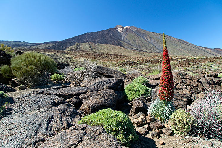 Een bloeiende Rode Tajinaste op de voorgrond met El Teide en de Las Cañadas op de achtergrond op Tenerife