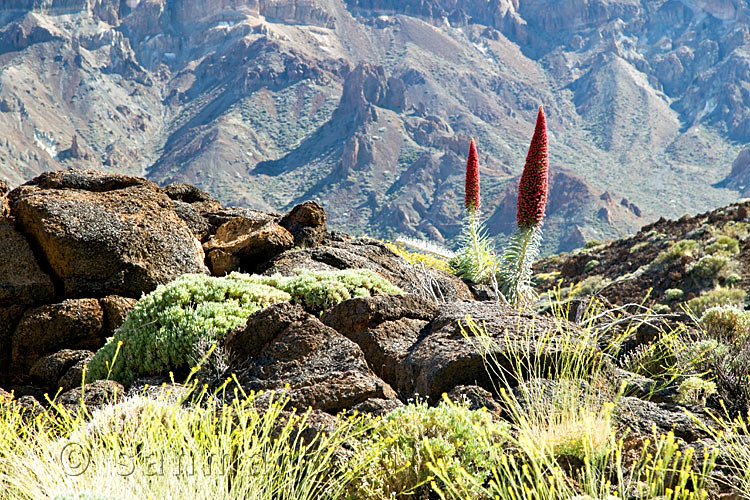 Twee bloeiende Rode Tajinaste in de Las Cañadas op Tenerife in Spanje