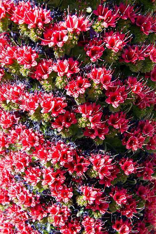 Van dichtbij de bloemen van een Rode Tajinaste in de Las Cañadas op Tenerife in Spanje