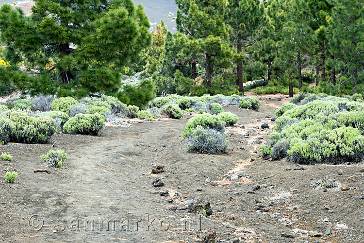 Wandelen door vulkanisch bos richting Montaña de la Botija op Tenerife