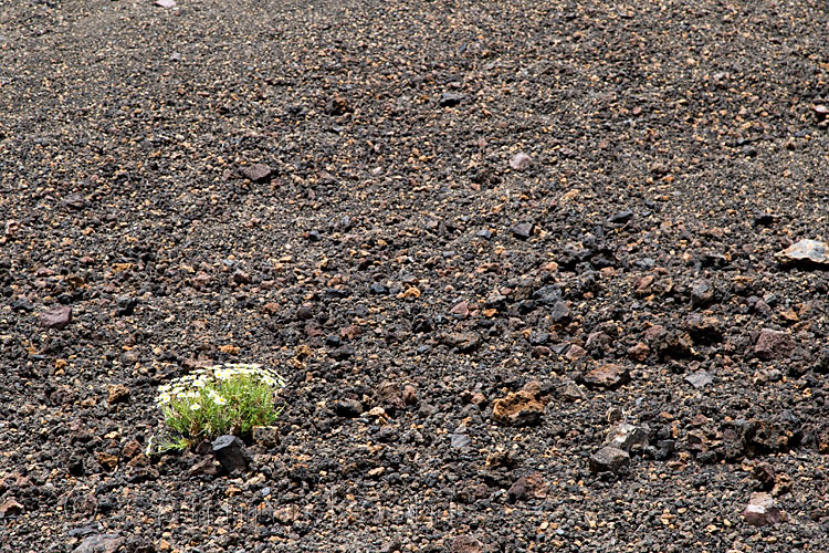 In deze zwarte lava ondergrond probeert dit struikje te overleven in Las Cañadas bij Montaña de la Botija op Tenerife
