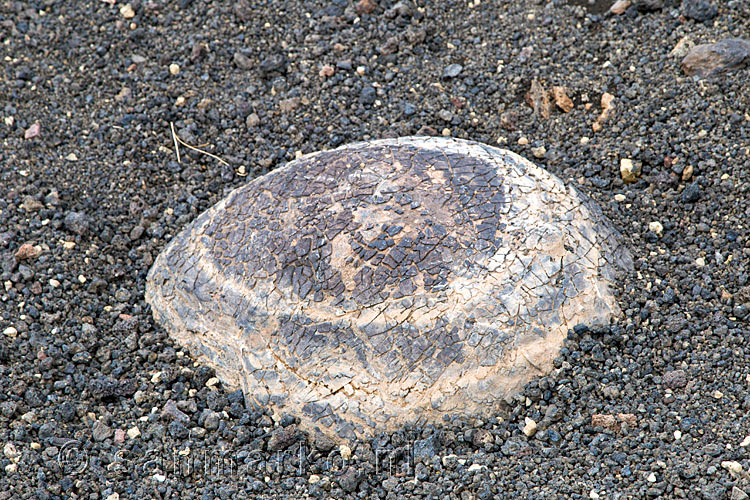 Nog een grote lava bom half verstopt naast het wandelpad bij Montaña de la Botija op Tenerife