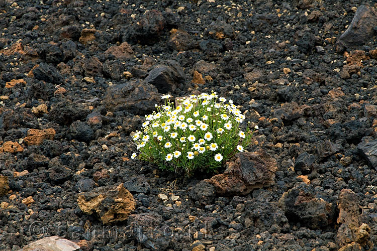 Wit moederkruid langs het wandelpad bij Montaña de la Botija op Tenerife op de Canarische Eilanden