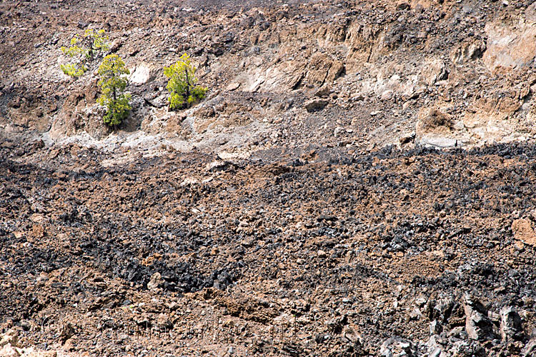 In de oude lavarivieren beginnen langzaam dennen te groeien in de Las Cañadas bij Montaña de la Botija