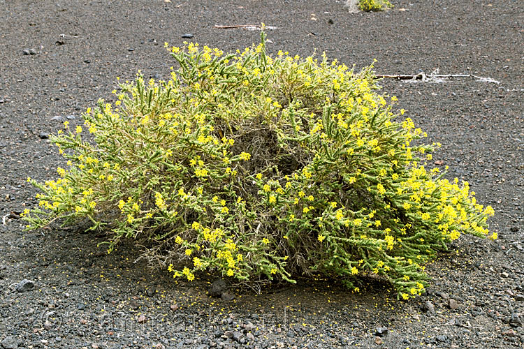 Bloeiende Descurainia Bourgeauana langs het wandelpad bij Montaña de la Botija op Tenerife