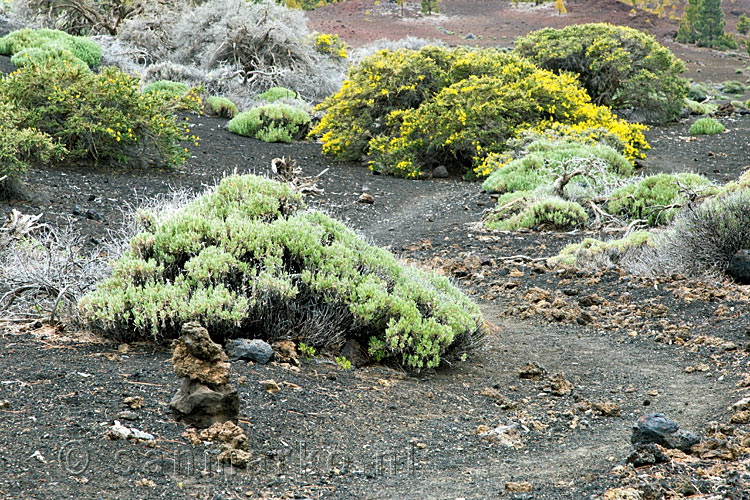 Door lage begroeiing wandelen we terug naar Mirador de Sámara aan de TF-38 op Tenerife