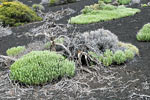 Dode bomen in het lage begroeiing tijdens de wandeling bij Montaña de la Botija op Tenerife