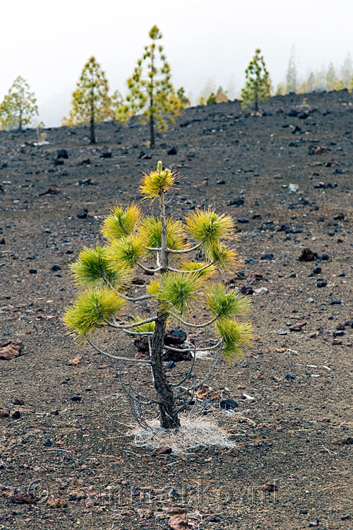 Een kleine dennenboom groeit in de zwarte lava grond bij Montaña de la Botija op Tenerife