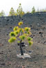 Een kleine dennenboom groeit in de zwarte lava grond bij Montaña de la Botija op Tenerife