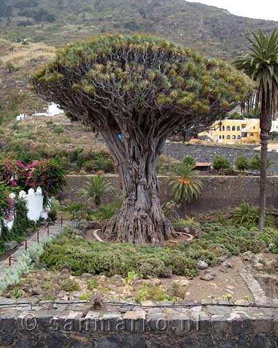 Een oude Drakenboom op Tenerife in Icod de Los Vinos