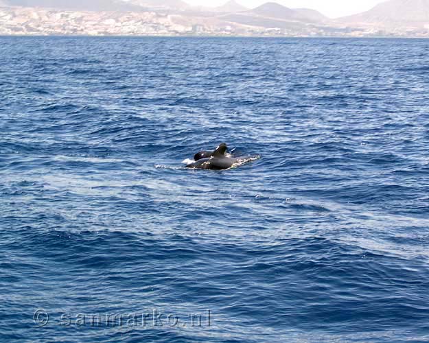 Grienden tijdens een boottocht vanuit Los Gigantos voor de kust van Tenerife