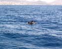 Grienden tijdens een boottocht vanuit Los Gigantos voor de kust van Tenerife