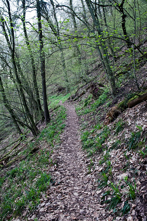 Het wandelpad door het bos van Alf naar Marienburg