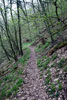 Het wandelpad door het bos van Alf naar Marienburg