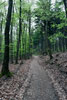 Het wandelpad van Altenburg richting Steinerberghaus