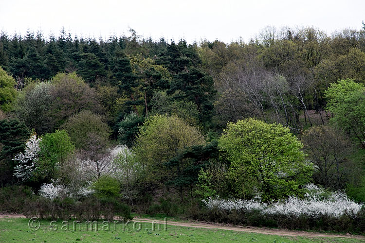 Verschillende kleuren groen in het landschap van het Arhtal