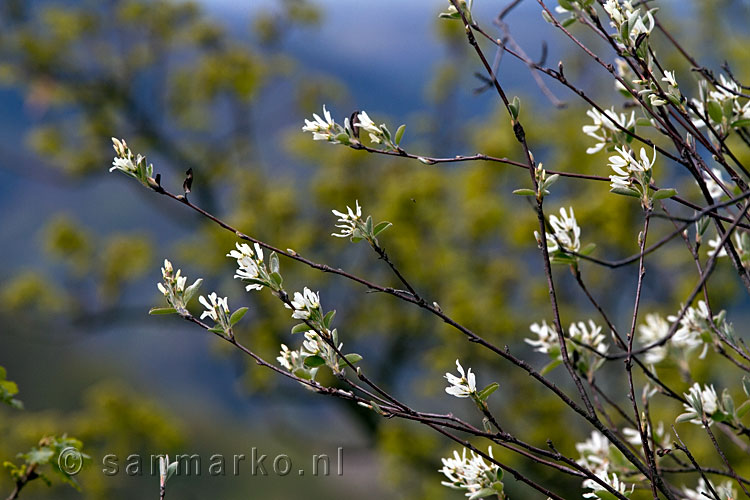 Bloeidende bloesem in het voorjaar bij Altenahr