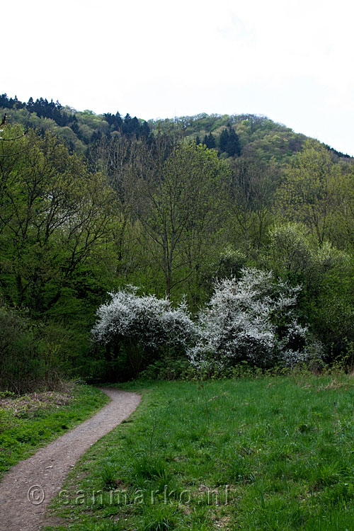 Het wandelpad langs de Ahr gaat verder door het bos richting Altenahr