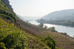Uitzicht vanaf de Apolloweg over de wijnvelden en de Moezel bij Cochem