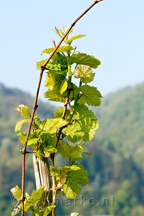 Een druiventak midden in de wijnvelden bij Cochem aan de Moezel