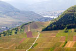 Vanaf het wandelpad een schitterend uitzicht over de wijnvelden langs de Moezel