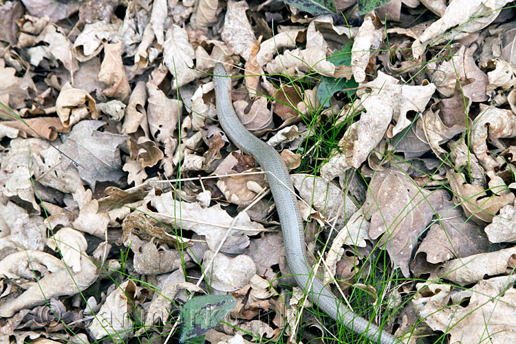 Een hazelworm langs het wandelpad voor we afdalen naar Cochem