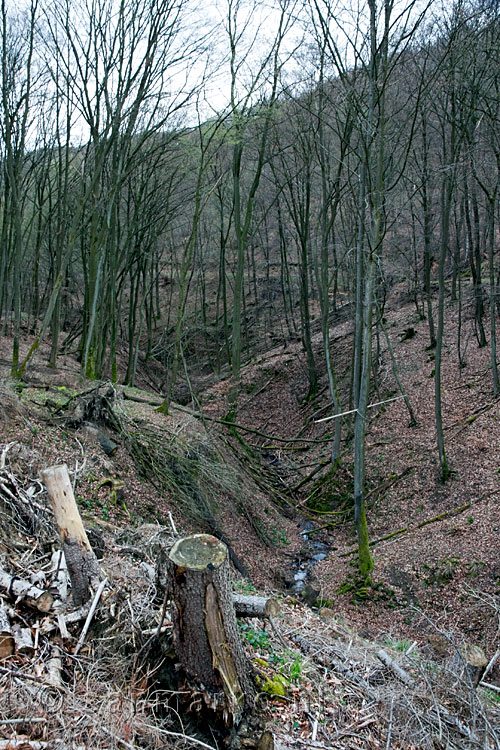 Een uitgeslepen dal tijdens de wandeling richting Burg Thurant