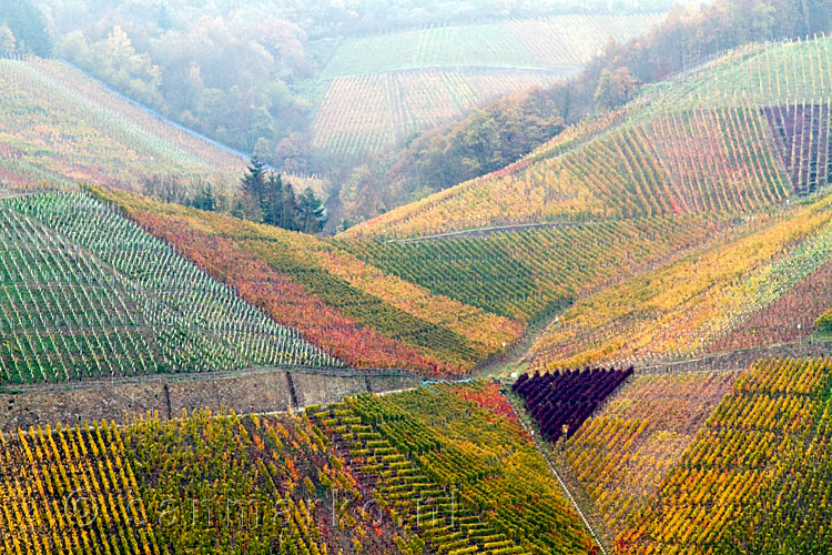 De wijnvelden gezien vanaf het wandelpad naar de Krausberg bij Dernau